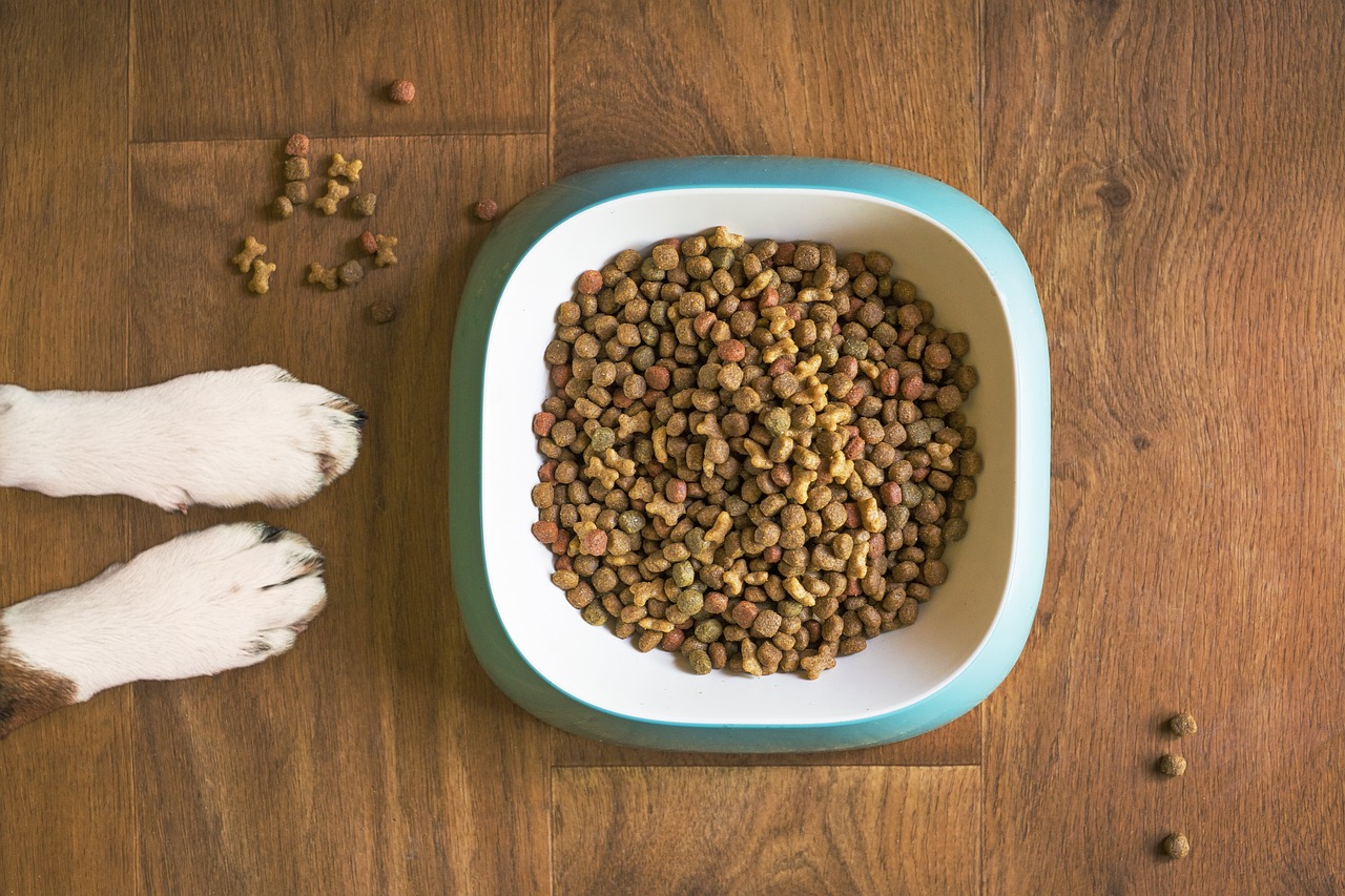When Can Puppies Eat Hard Food: A Nutritional Guide