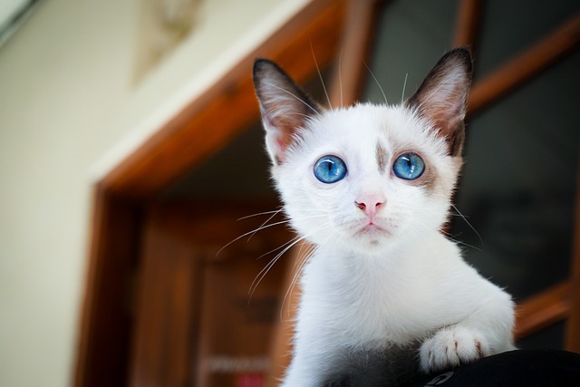 Wide kitten eyes